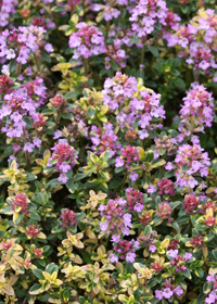 Thymus citriodorus Doone Valley'